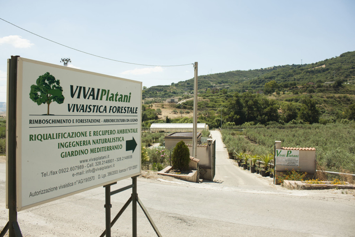 Vivai-Platani_00010-1024×683