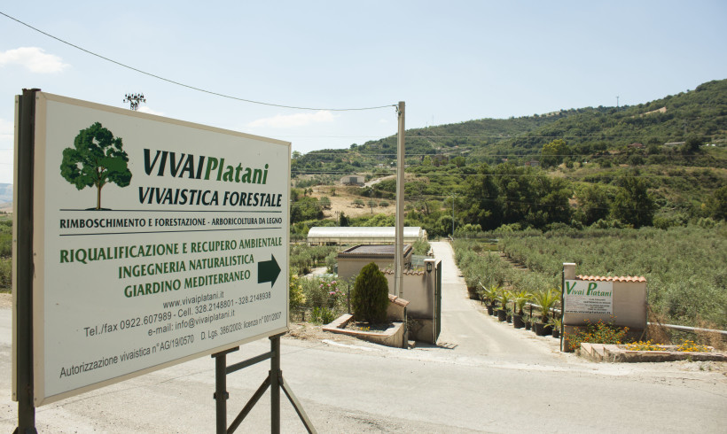 Vivai Platani_00010