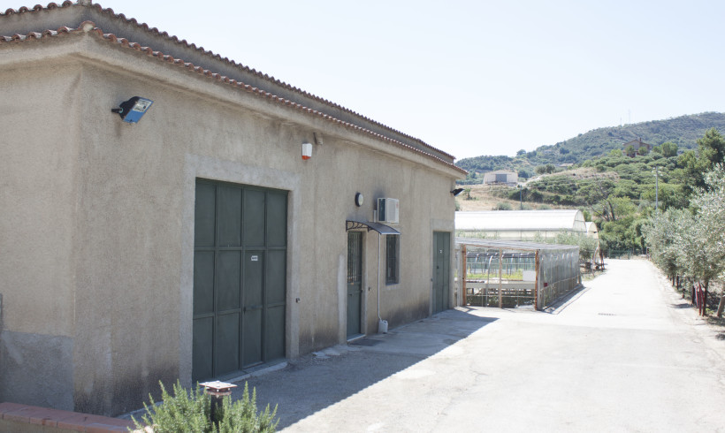 Vivai Platani_00012